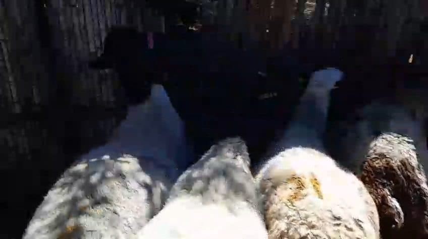Video preview for 4 x dorper rams