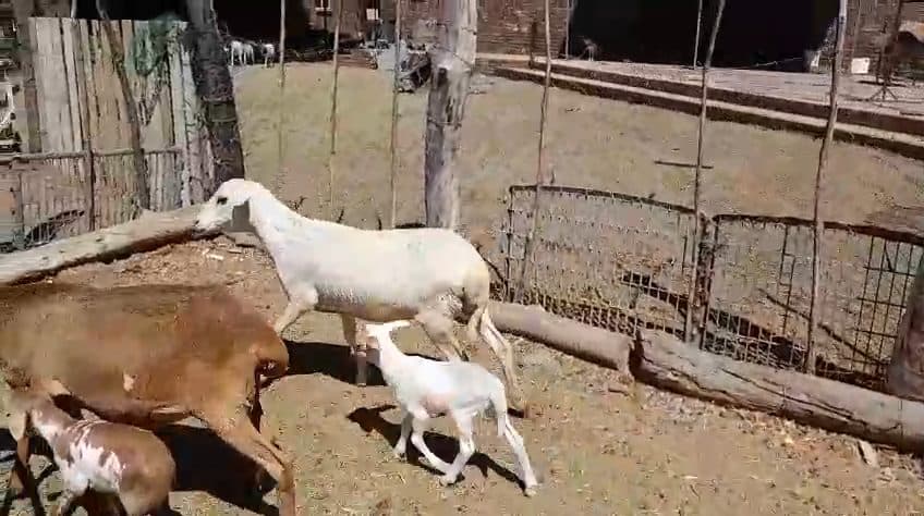 Video preview for 2 x meatmaster ewe with lambs (2+2)