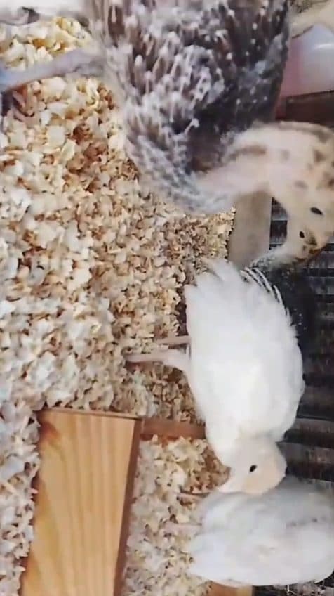 Video preview for turkeys