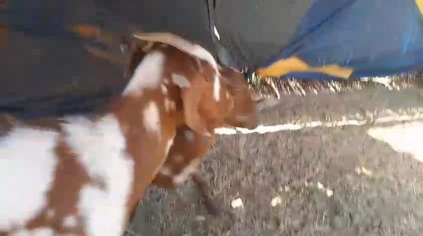 Video preview for 4 x dappled boergoats